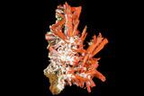 Bright Orange Crocoite Crystal Cluster - Tasmania #129099-1